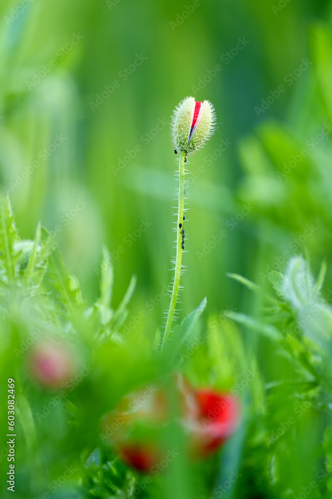 red poppy flowers flourishing bud, red poppy also called poppy flower closeup photo