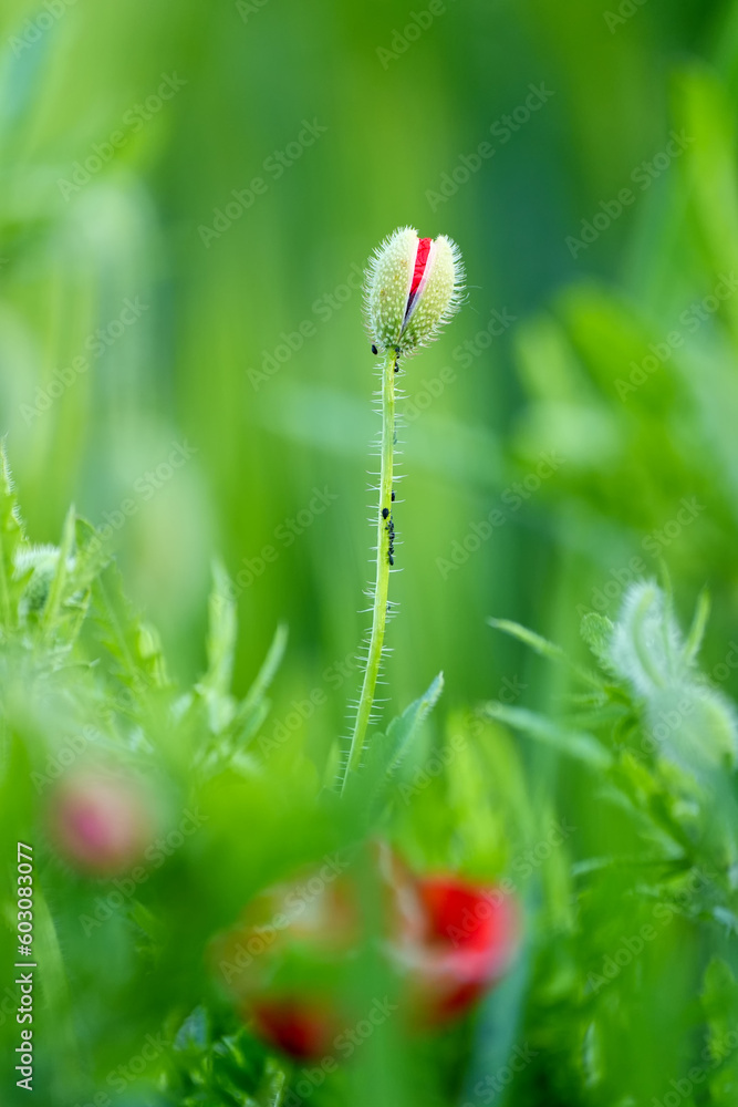 red poppy flowers flourishing bud, red poppy also called poppy flower closeup photo red poppy flowers flourishing bud, red poppy also called poppy flower closeup photo