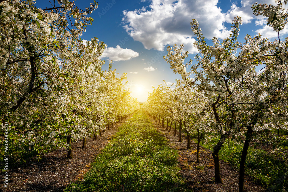 Blooming in an apple orchard on a spring day. Blooming in an apple orchard on a spring day.
