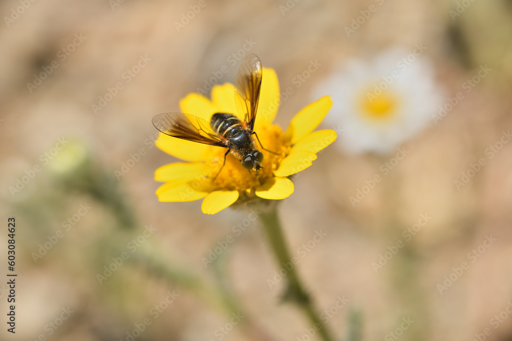 escarabajo (oedemera flavipes) en una flor amarilla escarabajo (oedemera flavipes) en una flor amarilla