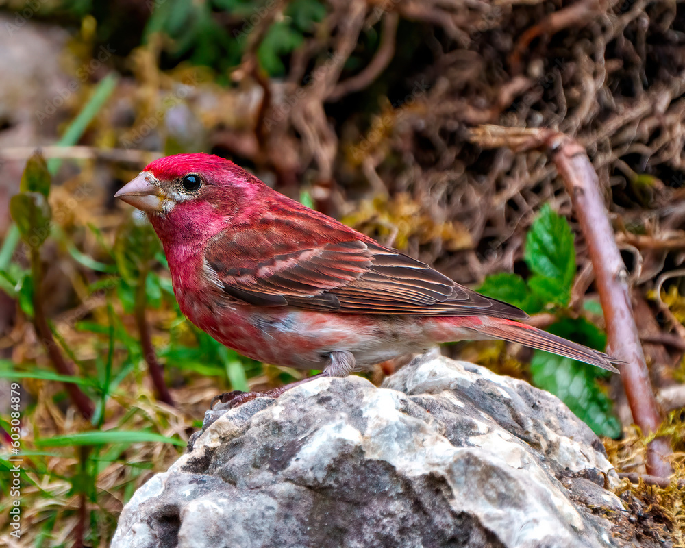 Purple Finch Photo and Image.  Male close-up profile side view, standing on a rock displaying red colour plumage with a blur foliage background in its environment. Finch Picture
