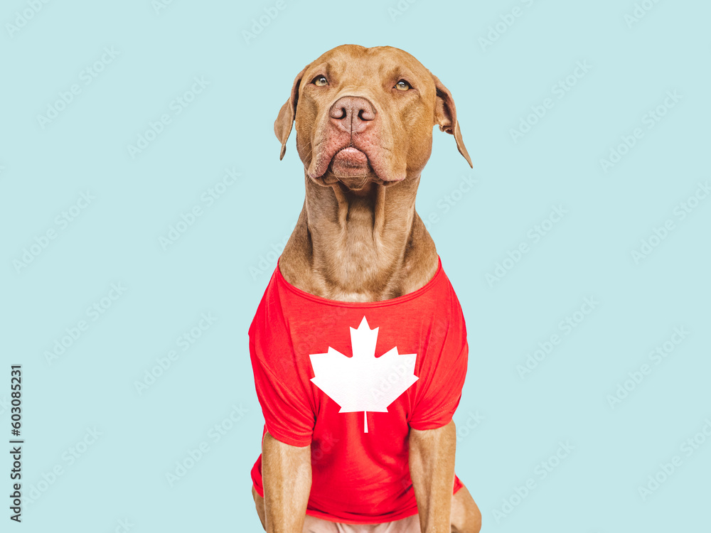 Cute, sweet puppy and Canadian Flag. Travel preparation and planning. Closeup, indoors. Studio shot, isolated background. Vacation, travel and tourism concept. Pets care
