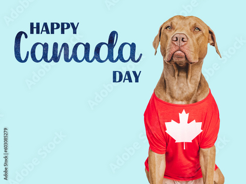 Happy Canada Day. Cute puppy and Canadian Flag. Close-up, indoors. Studio shot. Congratulations for family, loved ones, friends and colleagues. Pets care concept