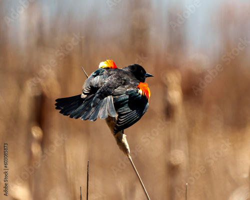 Red-Winged Blackbird Photo and Image. Male flashing its scarlet field marks and spread tail marking its territory in the springtime and enjoying its environment and habitat.