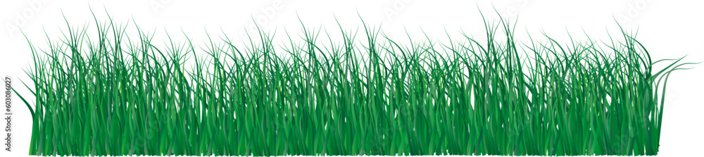 Fototapeta premium Big Grass Borders Set, Vector Illustration