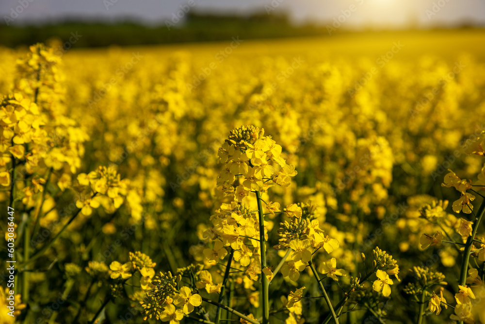 Yellow rapeseed field in the field and picturesque sky with white clouds. Blooming yellow canola flower meadows. Rapeseed crop in Ukraine. Yellow rapeseed field in the field and picturesque sky with white clouds. Blooming yellow canola flower meadows. Rapeseed crop in Ukraine.