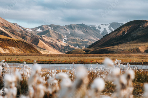 Mountain Range With White Cotton Flowers In Foreground, Iceland Nature photo