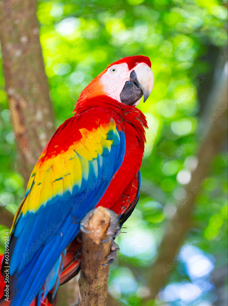 Obraz premium colorful ara macaw parrot outdor. ara macaw parrot outside. photo of ara macaw parrot in zoo.