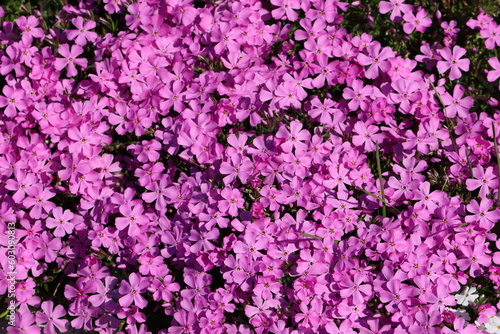 Phlox subulata the creeping phlox, moss phlox, moss pink or mountain phlox, is a species of flowering plant in the family Polemoniaceae, native to eastern and central USA, and widely cultivated.