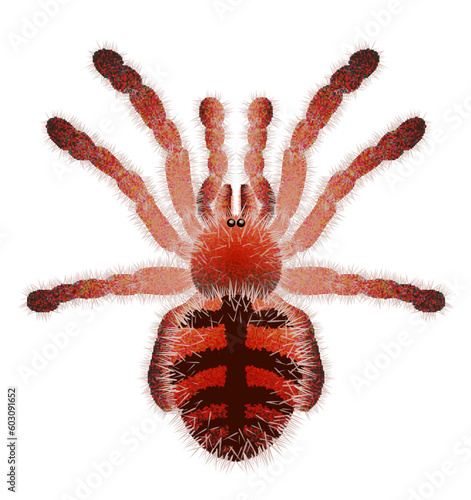 Tarantula spider vector illustration