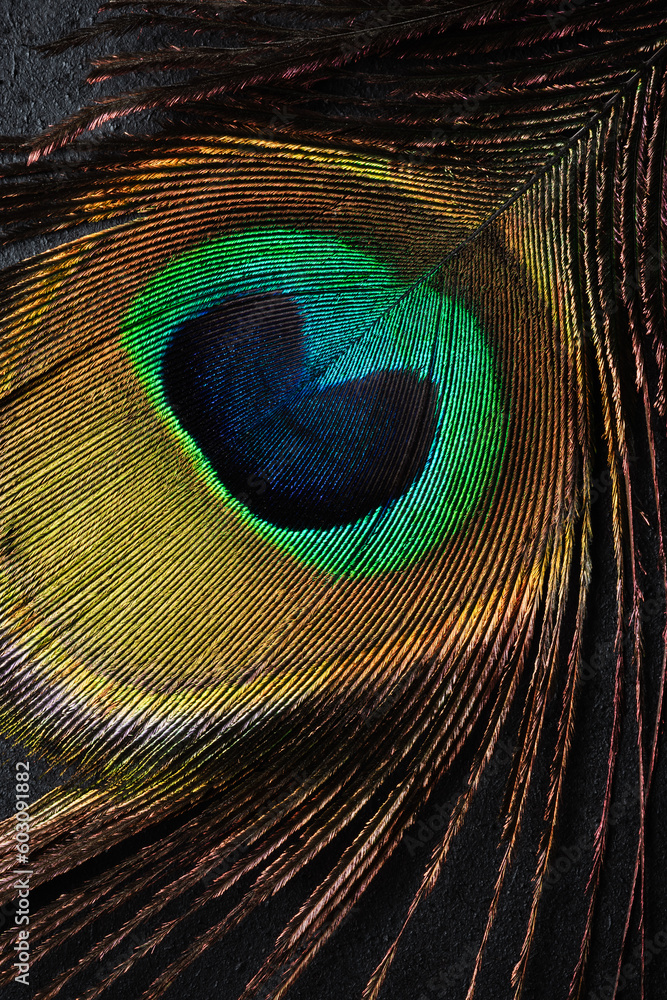 Obraz premium Peacock feather.