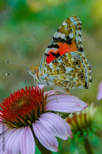 Painted lady (Vanessa cardui), butterfly sits on an Echinacea purpurea flower and drinks nectar photo