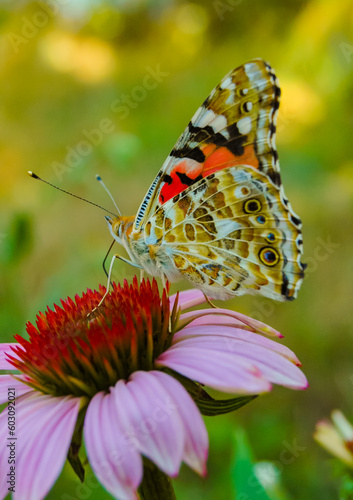 Painted lady (Vanessa cardui), butterfly sits on an Echinacea purpurea flower and drinks nectar photo
