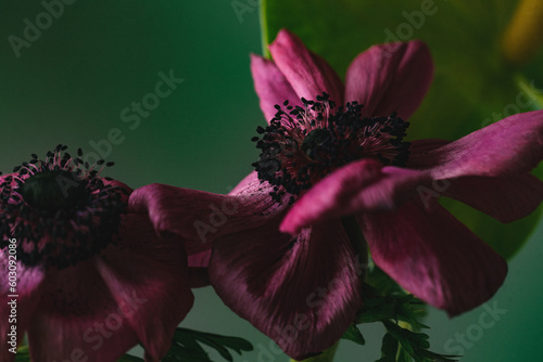 Anemones.