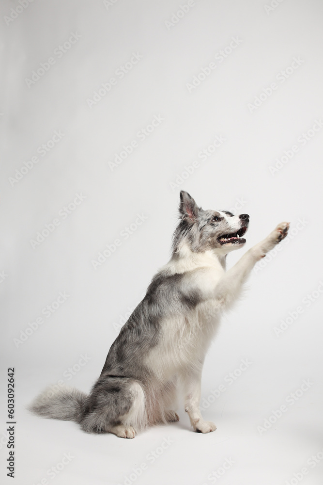 Border collie dog.A white gray dog gives paws. Portrait in the studio, white background Border collie dog.A white gray dog gives paws. Portrait in the studio, white background