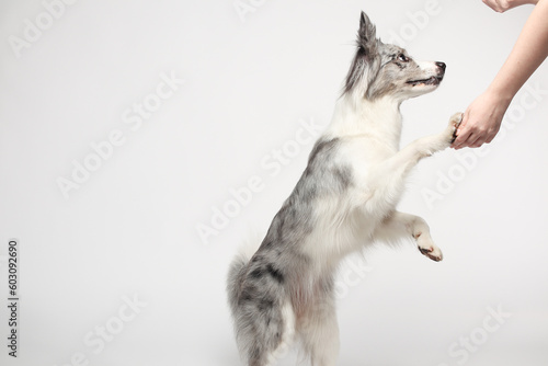 Vászonkép Border collie dog