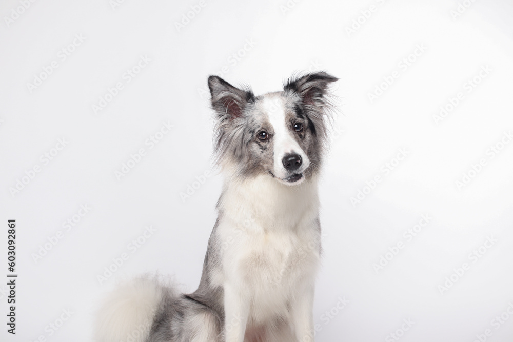 Border collie dog.A white gray dog is sitting. Portrait in the studio, white background Border collie dog.A white gray dog is sitting. Portrait in the studio, white background