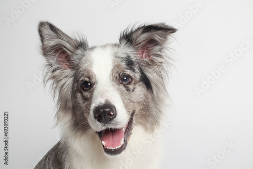 Border collie dog.A white gray dog is sitting. Portrait in the studio, white background © Yaroslav