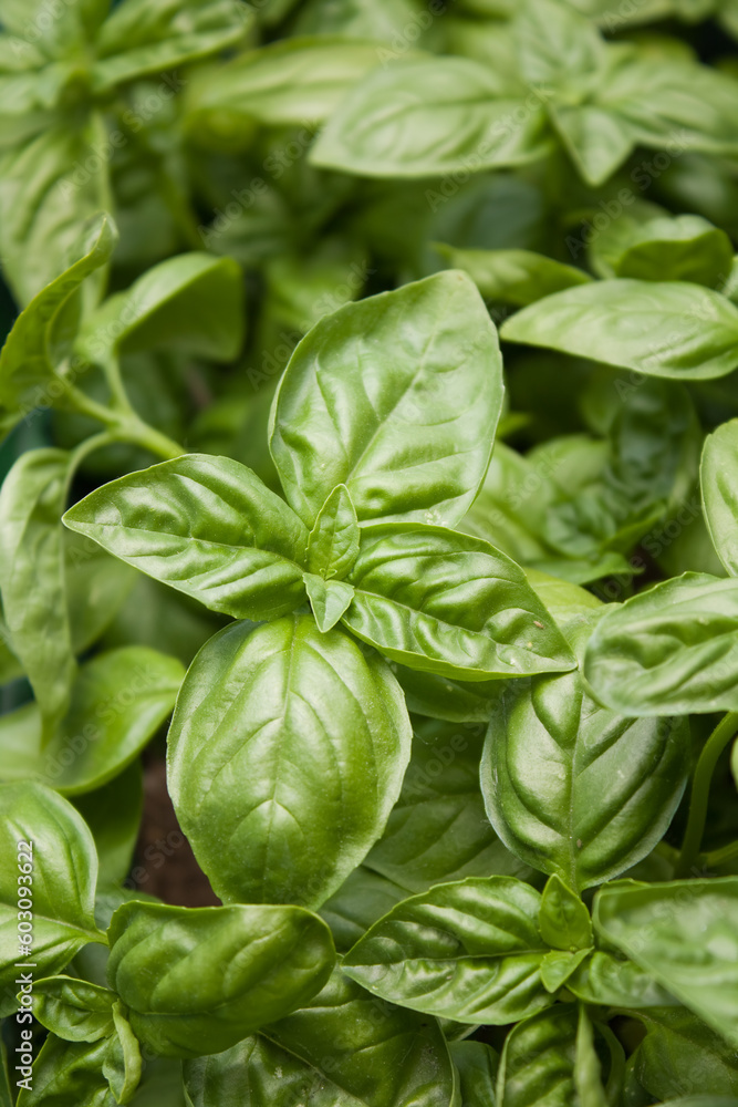 Close up of big green basil leaves Close up of big green basil leaves
