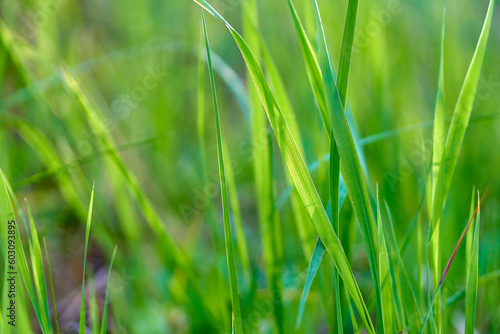 Leaves of young green grass in early spring close-up.