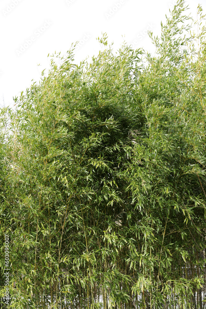 Fototapeta premium Bamboo plant in a garden park