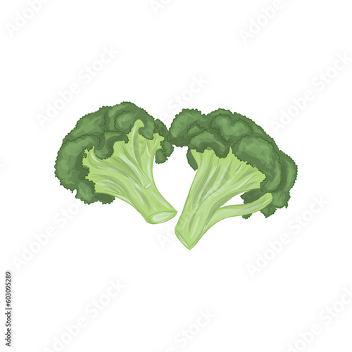 Green Fresh Broccoli Vegetable Vector Illustration