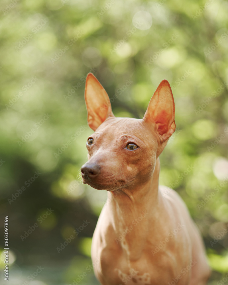 Portrait of an American Hairless Terrier against bokeh background. Small dog in nature, close-up pet