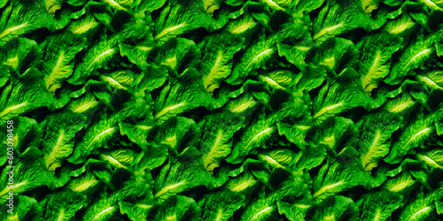 Romaine background food photography