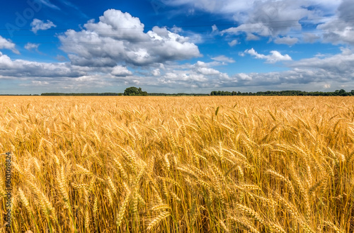Agricultural landscape with field of ripening wheat and cumulus clouds above