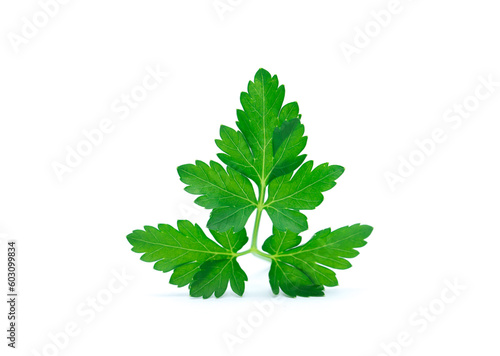  Parsley leaf isolated on white.