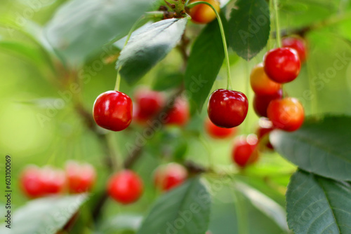 ripe cherries on a branch. the concept of cherry growing and harvesting