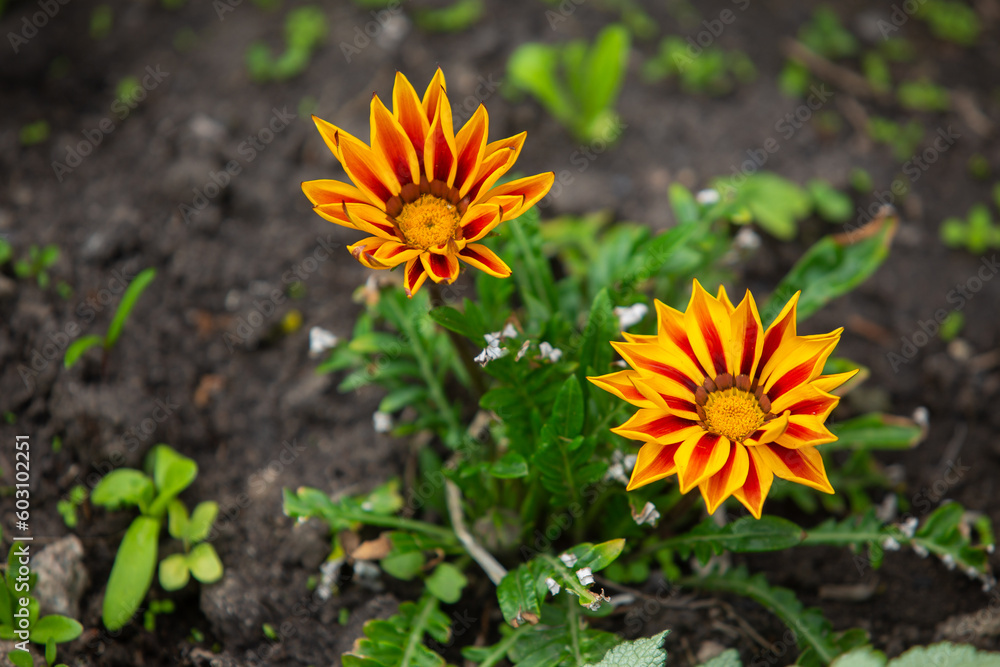 flowers
flowers