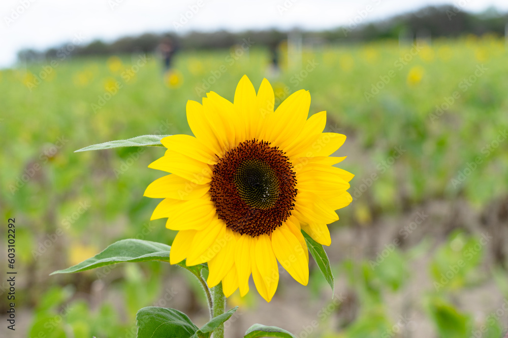 Fototapeta premium Sunflower Farm