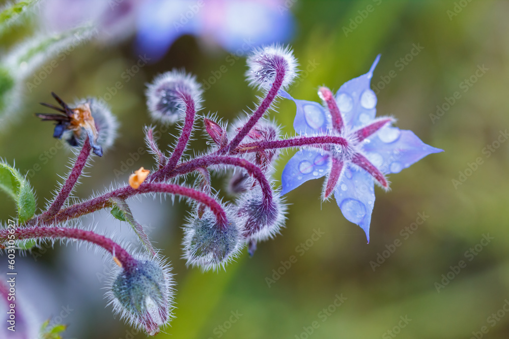 Borage flowers are also known as starflower and it is a herb - stock photo Borage flowers are also known as starflower and it is a herb - stock photo