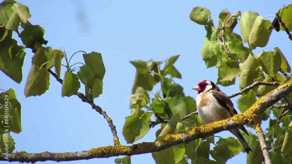 A mottled male European goldfinch, carduelis carduelis, sitting on a tree branch. A bird with a red stripe over the eye and yellow plumage on the wings. A mottled male European goldfinch, carduelis carduelis, sitting on a tree branch. A bird with a red stripe over the eye and yellow plumage on the wings.