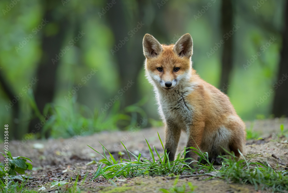Fototapeta premium Cute young red fox in the forest ( Vulpes vulpes )