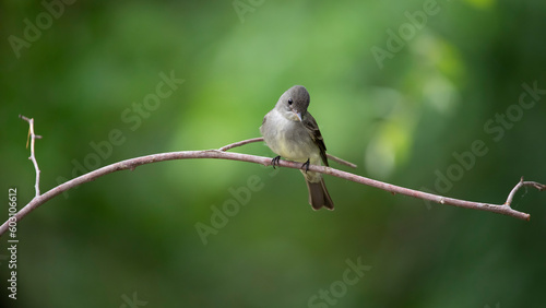 Wood peewee on branch photo