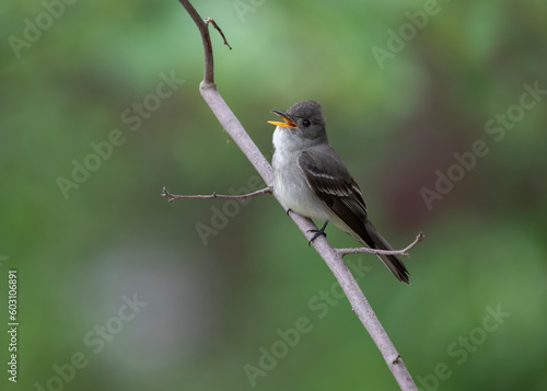 Wood peewee singing photo