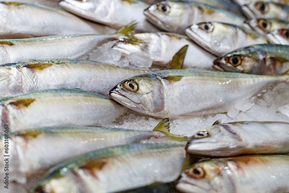 Fish herring raw fresh chilled on ice, selective focus Fish herring raw fresh chilled on ice, selective focus
