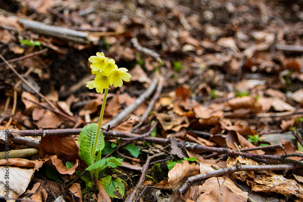 Cowslip - Primula veris in the wood Cowslip - Primula veris in the wood