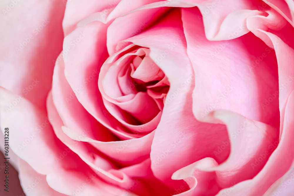 Rose flower bed with pink petals close-up, top view Rose flower bed with pink petals close-up, top view