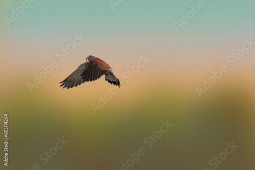 Male Eurasian kestrel in fligh. European kestrel. Falco tinnunculus.