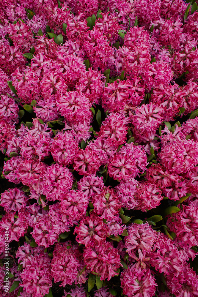 Flower arrangement, bouquet, flowers background Flower arrangement, bouquet, flowers background