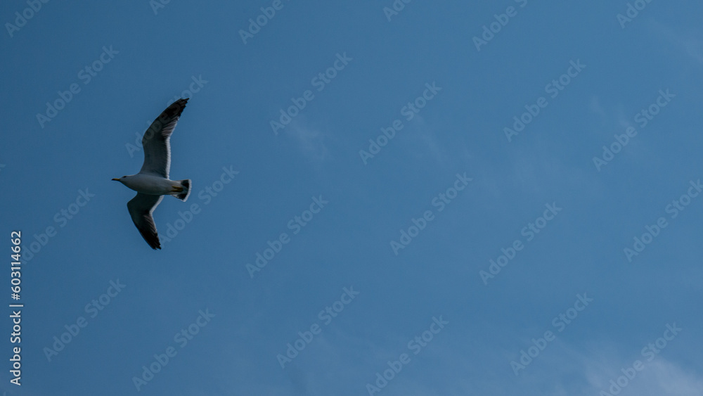 Shot of the seagull in flight