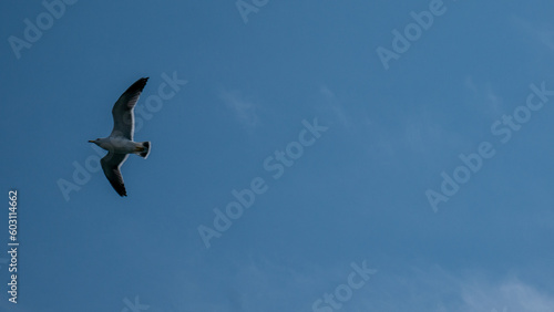 Shot of the seagull in flight