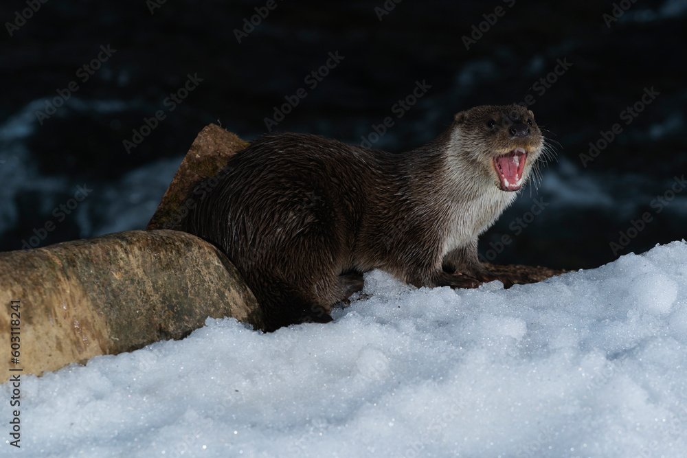 Otter On The Snowy Bank Of A River At Night  