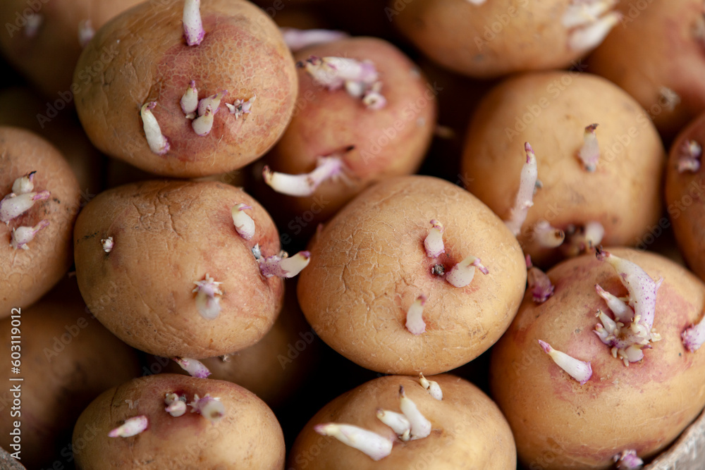 Seedlings of potatoes with sprouts, prepared for planting. Close-up.