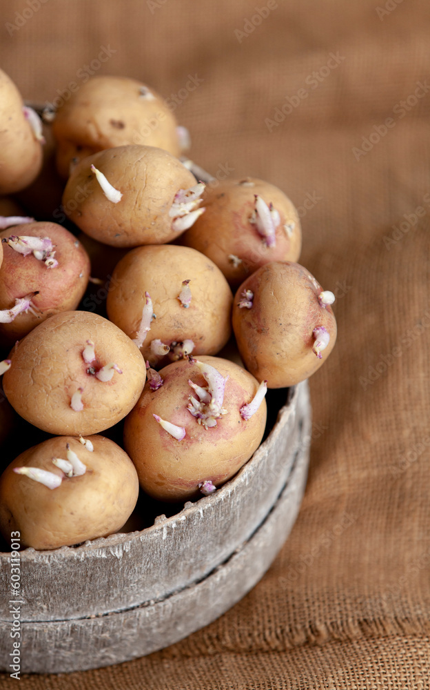 Seedlings of potatoes with sprouts in a wooden round box, prepared for planting. Close-up.