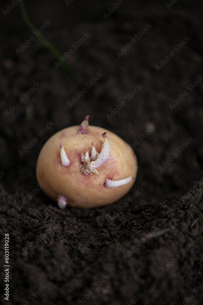 Planting a potato tuber in the ground. Close-up.