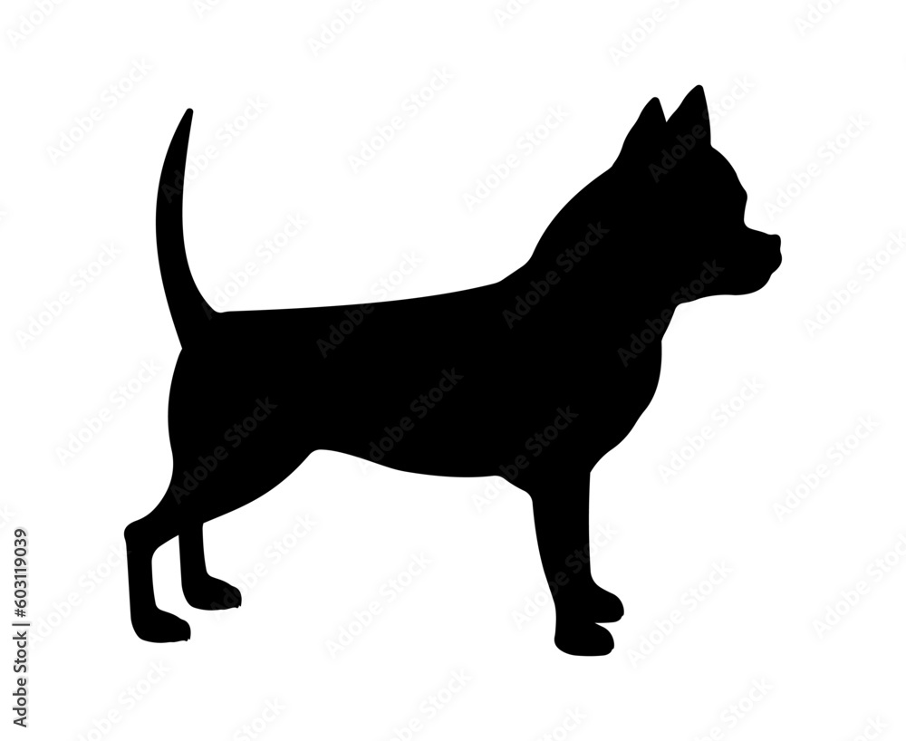 Dog breed illustration. Black silhouette Chihuahua Dog.